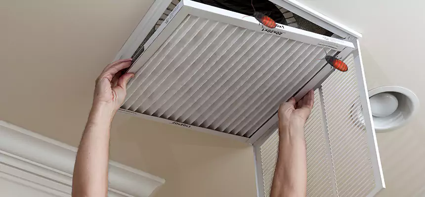 Our Insect Removal from Air Ducts Services in Citrus Park, FL