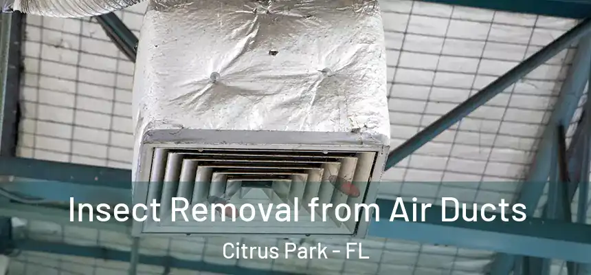 Insect Removal from Air Ducts Citrus Park - FL