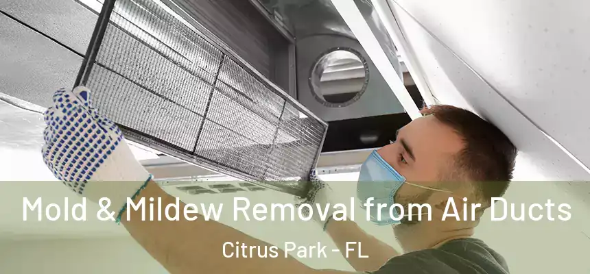 Mold & Mildew Removal from Air Ducts Citrus Park - FL