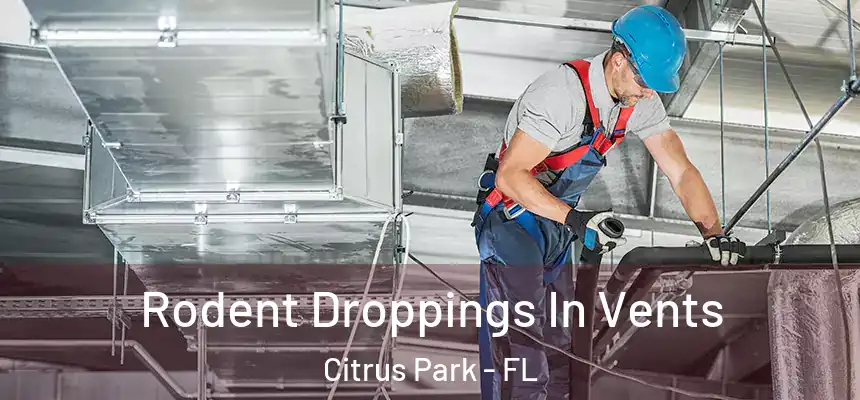 Rodent Droppings In Vents Citrus Park - FL