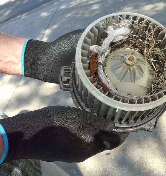 About Air Duct Rat Removal in Citrus Park, FL